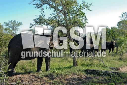 Afrikanischer Elefant (53 von 131).jpg